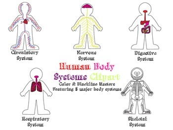Five Systems Of Human Body. Vector Illustration. Royalty Free SVG