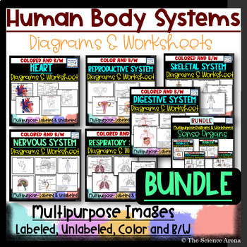 Preview of Human Body Systems Diagrams & Worksheets Bundle of Color, B/W, Un/Labeled Images