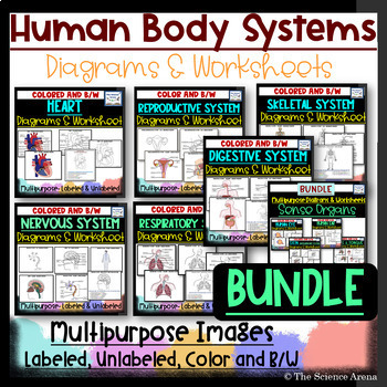 Blank Body Diagrams! Perfect for Forensics (Autopsy) or Anatomy! Print & Go