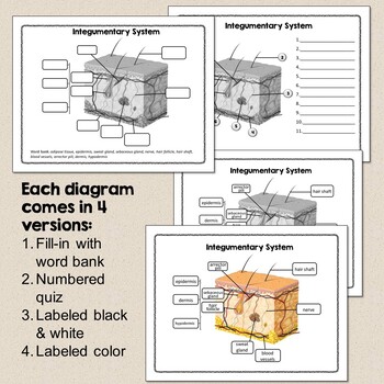 Human Body Systems Diagrams and Worksheets for Student Labeling | TpT