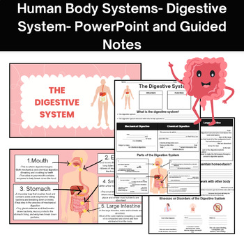 Preview of Human Body Systems: Digestive System PowerPoint and Guided Notes