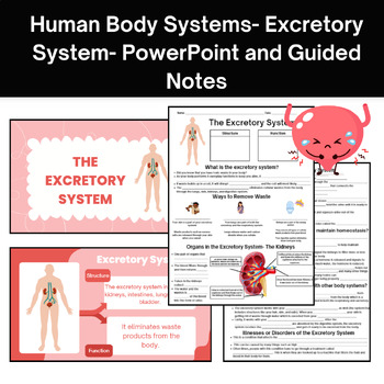 Preview of Human Body Systems: Excretory System PowerPoint and Guided Notes