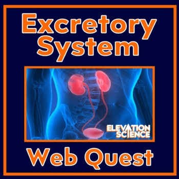 Preview of Human Body Systems Excretory Urinary System Activity Webquest with Google Docs