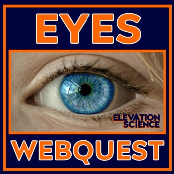 Preview of Human Body Systems Eye Webquest Anatomy How the Eye Works Activity