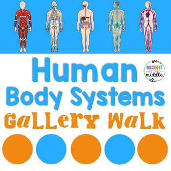 Preview of Human Body Systems Gallery Walk - 13 Body Systems!