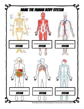 Human Body Systems Interactive Notebook, Health Anatomy Activities ...