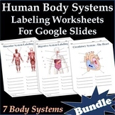 Human Body Systems Labeling Worksheets for Google Slides -