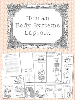 Preview of Human Body Systems Lapbook