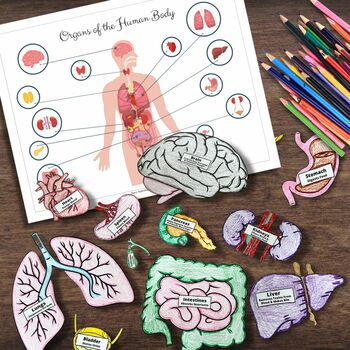 Preview of Human Body Systems Life-Size Organ Tracing Coloring Matching Activity