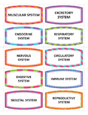 Human Body Systems Memory