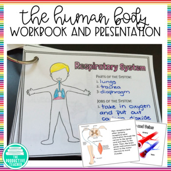 Preview of Body Systems and Functions