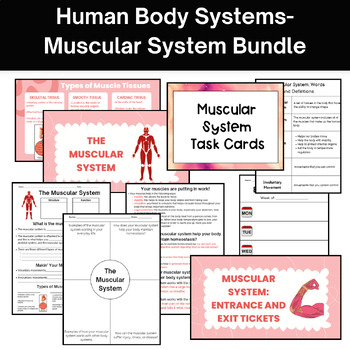 Preview of Human Body Systems: Muscular System Bundle