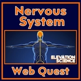 Human Body Systems Nervous System Activity Webquest with G