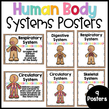Human Body Systems Posters by Jane Feener | Teachers Pay Teachers