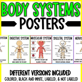 Preview of Human Body Systems Posters + Cards Pack Labeled or not, Colored or Black + White
