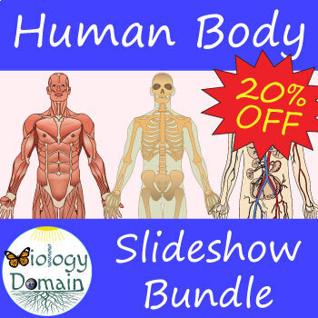 Preview of Human Body Systems Powerpoint Slideshow Bundle
