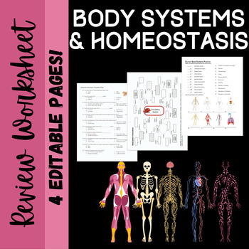Preview of Human Body Systems Review Worksheet