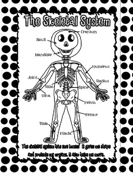 Human Body Systems Primary Posters by Tangled with Teaching | TpT