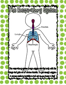 Human Body Systems Primary Posters by Tangled with Teaching | TpT