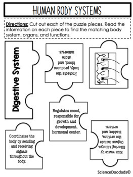 Human Body Systems - Structure & Function by Science Doodads | TpT