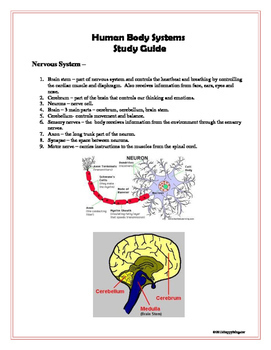 Human Body Systems Study Guide by HappyEdugator | TpT