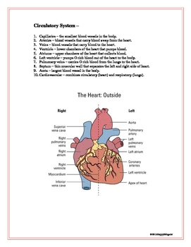 Human Body Systems Study Guide by HappyEdugator | TpT