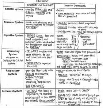 Preview of Human Body Systems Study Guide