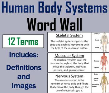 Preview of Human Body Systems Word Wall Cards (Anatomy & Physiology)