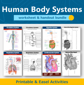 Preview of Human Body Systems Worksheet and Handout Value Bundle 