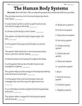 Preview of Human Body Systems Worksheet with Answer Key