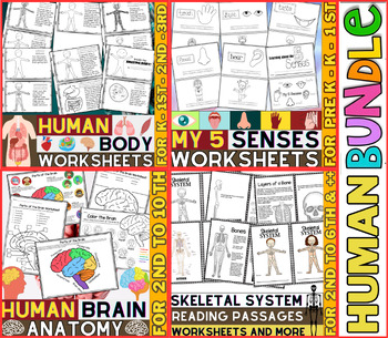 Preview of Human Body Systems Worksheets | Bones, Parts of the Brain, Muscles, 5 Senses ...