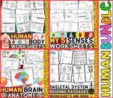 Human Body Systems Worksheets | Bones, Parts of the Brain,