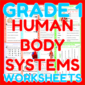 Preview of Human Body Systems - Grade 1 Science Worksheets | CKSci