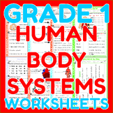 Human Body Systems - Grade 1 Science Worksheets | CKSci