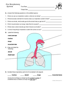 Human Body Systems Worksheets: Circ., Resp., Excretory, & Digestive