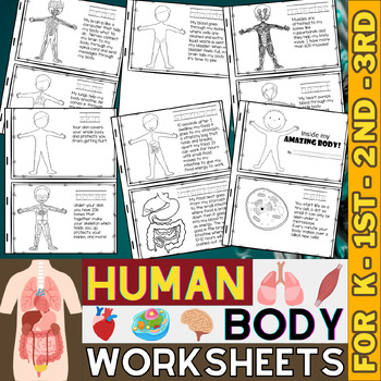 Preview of Human Body Systems Worksheets | Science Unit | Muscles, Bones, Brain, Stomach...