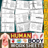 Human Body Systems Worksheets | Science Unit | Muscles, Bo