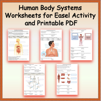 human body systems and their functions pdf