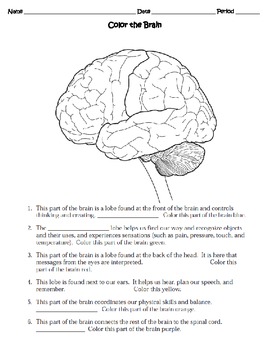 Human Body THE NERVOUS SYSTEM Worksheet by Sweet D | TpT