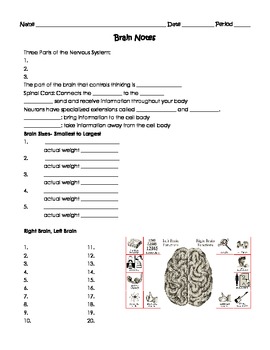 Human Body THE NERVOUS SYSTEM Worksheet by Sweet D | TpT