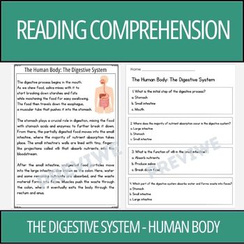 Preview of Human Body: The Digestive System - Reading Comprehension Activity