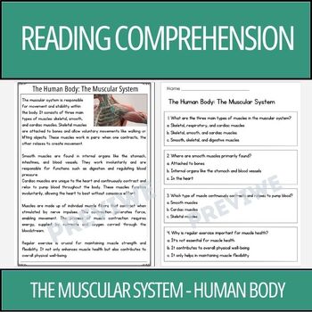 Preview of Human Body: The Muscular System - Reading Comprehension Activity