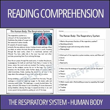 Preview of Human Body: The Respiratory System - Reading Comprehension Activity