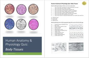 Preview of Human Body Tissues Lab Activity, Worksheet and Quiz Three Product Bundle