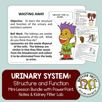 Preview of Urinary System - Human Body PowerPoint, Notes and Lab