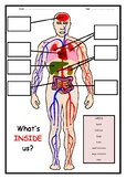 Human Body - What's Inside Us?