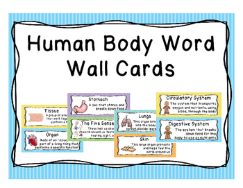 Preview of Human Body Word Wall