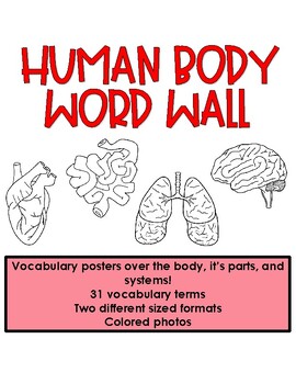Preview of Human Body Word Wall- Body Parts & Systems VOCAB