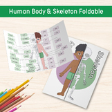 Human Body and Skeleton Foldable Activity, Science Knowled