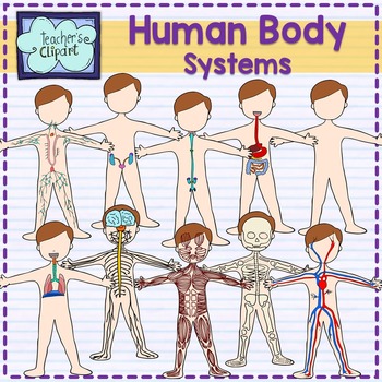 Preview of Human Body systems clipart  {Science clip art}